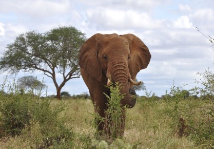 Un elefante del Parque Nacional de Tsavo, en Kenia. EFE/Archivo/Javier Marín