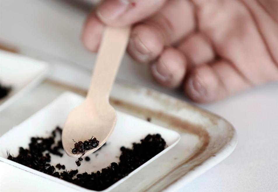 La UE no ha autorizado añadir cualquier insecto a los alimentos