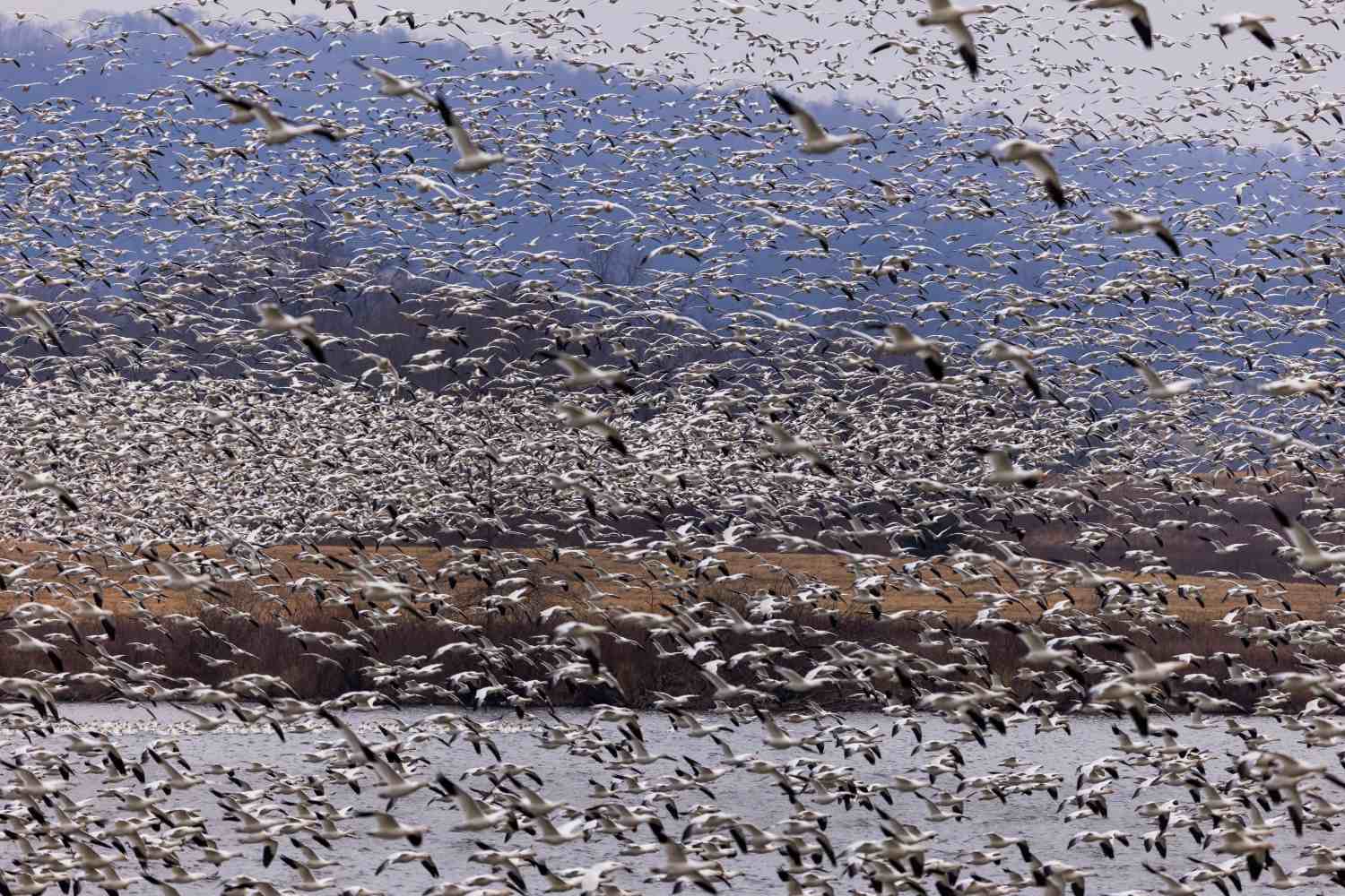 Oms elecciones gripe aviar