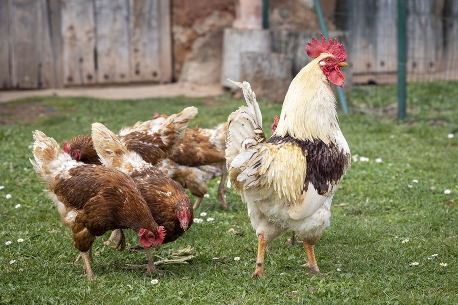 Imagen de dos aves criadas al aire libre en una granja en España.